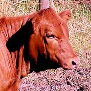 red heifer