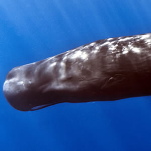 whale300